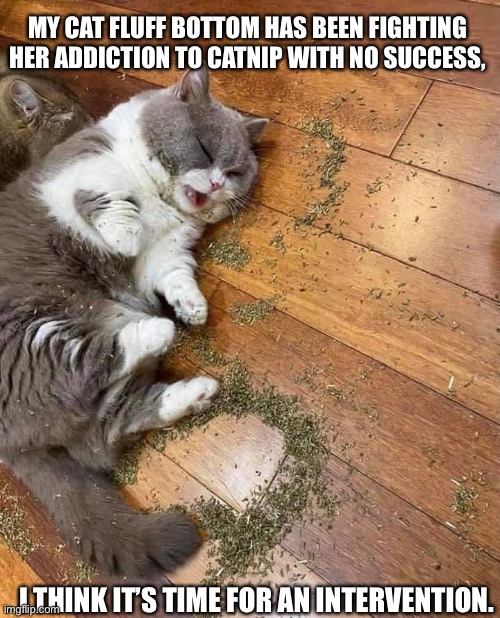 High cat | MY CAT FLUFF BOTTOM HAS BEEN FIGHTING HER ADDICTION TO CATNIP WITH NO SUCCESS, I THINK IT’S TIME FOR AN INTERVENTION. | image tagged in high cat | made w/ Imgflip meme maker