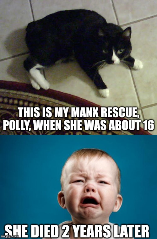 My baby kitty | THIS IS MY MANX RESCUE, POLLY, WHEN SHE WAS ABOUT 16; SHE DIED 2 YEARS LATER | image tagged in baby crying | made w/ Imgflip meme maker