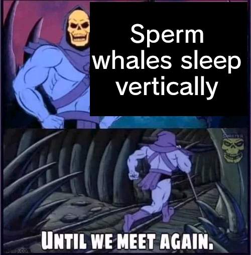 Until we meet again. | Sperm whales sleep vertically | image tagged in until we meet again | made w/ Imgflip meme maker