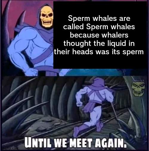 Until we meet again. | Sperm whales are called Sperm whales because whalers thought the liquid in their heads was its sperm | image tagged in until we meet again | made w/ Imgflip meme maker