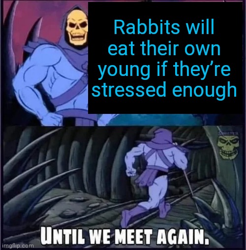 Until we meet again | Rabbits will eat their own young if they’re stressed enough | image tagged in until we meet again | made w/ Imgflip meme maker