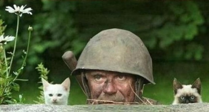 ▬▬ comment specific to meme of war pouch for kittens | image tagged in kittens,comment | made w/ Imgflip meme maker