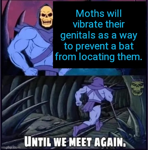 Until we meet again | Moths will vibrate their genitals as a way to prevent a bat from locating them. | image tagged in until we meet again | made w/ Imgflip meme maker