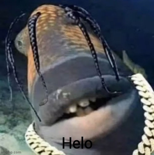 Helo | image tagged in trafish scott | made w/ Imgflip meme maker