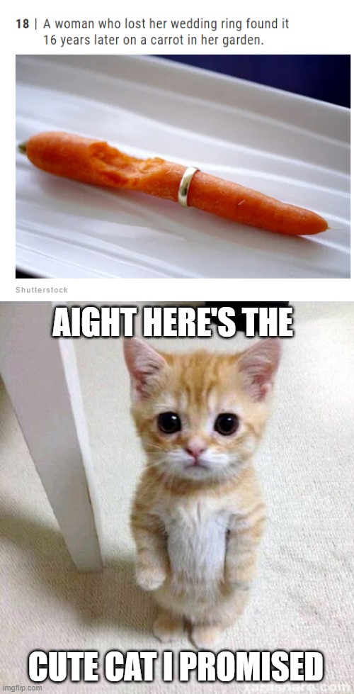 Warning! Cute cat ahead | AIGHT HERE'S THE; CUTE CAT I PROMISED | image tagged in memes,cute cat | made w/ Imgflip meme maker