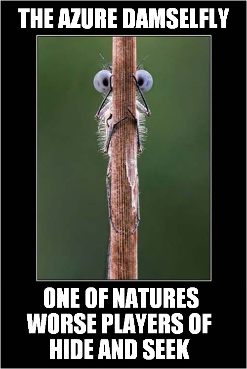 Spot The Insect ! | THE AZURE DAMSELFLY; ONE OF NATURES WORSE PLAYERS OF 
HIDE AND SEEK | image tagged in nature,insects,hide and seek | made w/ Imgflip meme maker