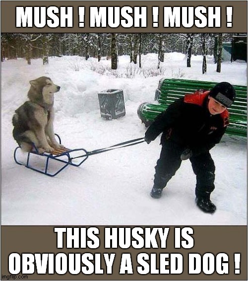The Tables Have Turned ! | MUSH ! MUSH ! MUSH ! THIS HUSKY IS OBVIOUSLY A SLED DOG ! | image tagged in dogs,husky,sledding | made w/ Imgflip meme maker