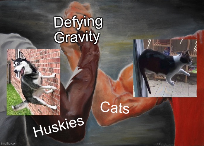 We don’t need Gravity where we’re going | Defying Gravity; Cats; Huskies | image tagged in memes,epic handshake,husky,bad pun dog,cats,cat | made w/ Imgflip meme maker