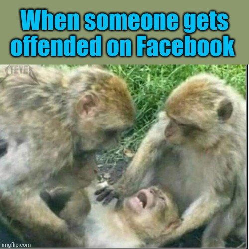 Silly monkey | When someone gets offended on Facebook | image tagged in offended,facebook,monkey,funny memes | made w/ Imgflip meme maker