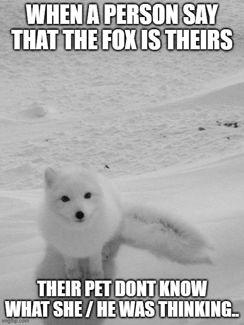 so... do u guess what the fox is thinking? | WHEN A PERSON SAY THAT THE FOX IS THEIRS; THEIR PET DONT KNOW WHAT SHE / HE WAS THINKING.. | image tagged in arctic foxy wants | made w/ Imgflip meme maker