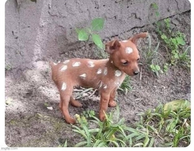 HE SO CUTEEEEEEEEEEEEE | made w/ Imgflip meme maker