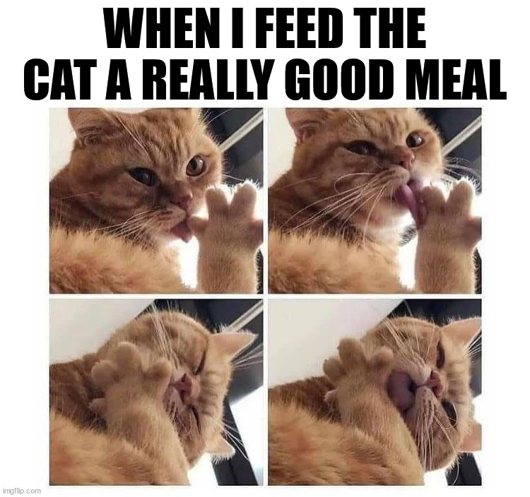 WHEN I FEED THE CAT A REALLY GOOD MEAL | image tagged in cats | made w/ Imgflip meme maker