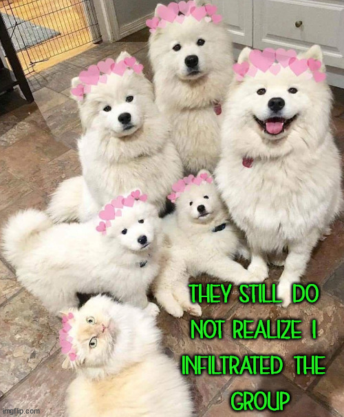 THEY STILL DO 
NOT REALIZE I 
INFILTRATED THE 
GROUP | image tagged in dogs | made w/ Imgflip meme maker