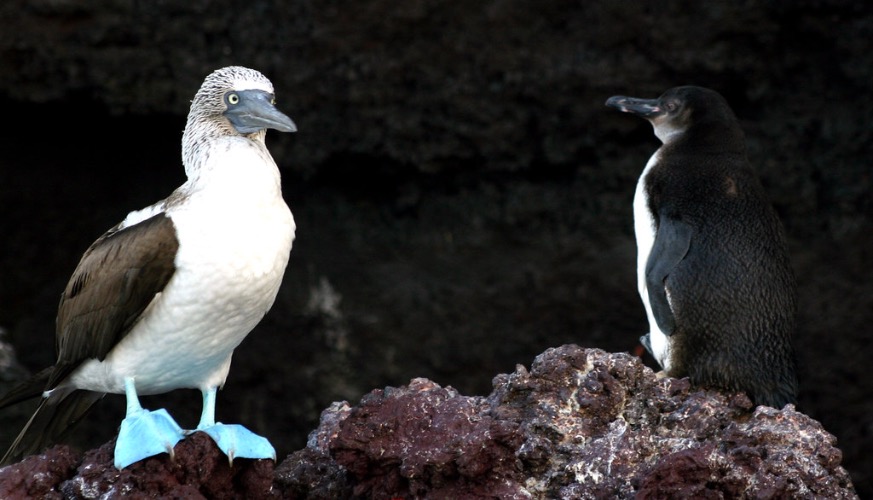 OMG BLUEFOOT INTERACTING WITH AVA IRL???!?!? | made w/ Imgflip meme maker