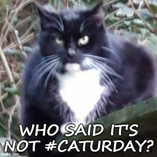 Who said it's not #caturday | WHO SAID IT'S NOT #CATURDAY? | image tagged in grumpy cat,cat | made w/ Imgflip meme maker