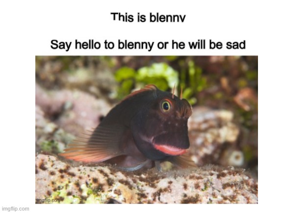 BLENNY | image tagged in aww | made w/ Imgflip meme maker