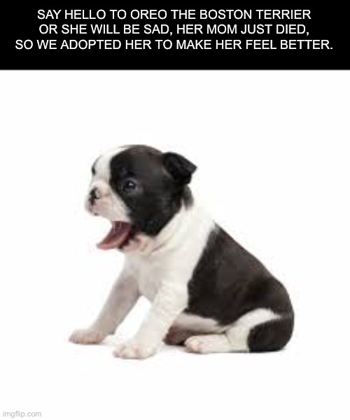 SAY HELLO TO OREO THE BOSTON TERRIER OR SHE WILL BE SAD, HER MOM JUST DIED, SO WE ADOPTED HER TO MAKE HER FEEL BETTER. | made w/ Imgflip meme maker
