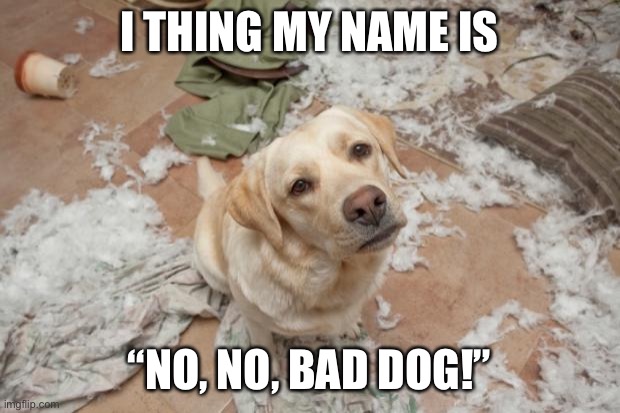 Bad dog | I THING MY NAME IS “NO, NO, BAD DOG!” | image tagged in bad dog | made w/ Imgflip meme maker