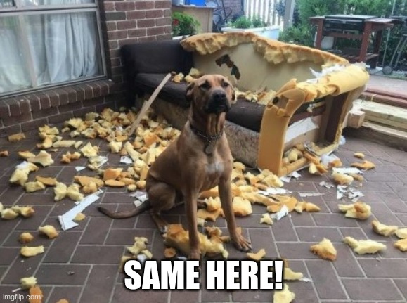 Bad dog dead couch | SAME HERE! | image tagged in bad dog dead couch | made w/ Imgflip meme maker