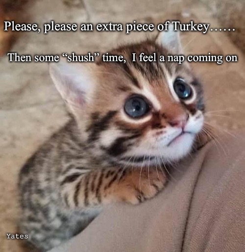 Feed the cat | Please, please an extra piece of Turkey……; Then some “shush” time,  I feel a nap coming on; Yates | image tagged in cat,feed me,feed cat | made w/ Imgflip meme maker