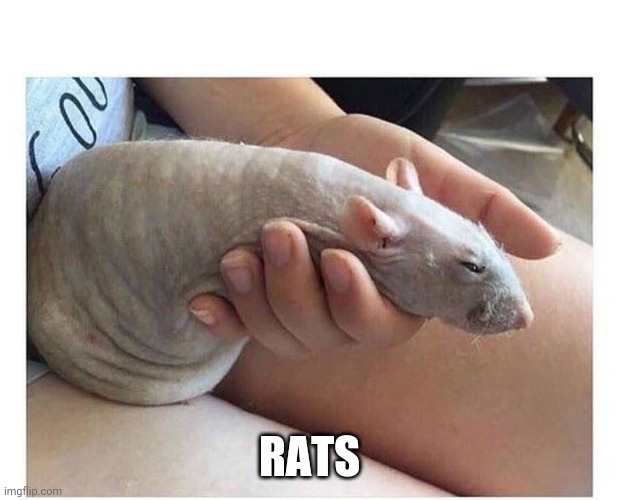 Rat | RATS | image tagged in rat | made w/ Imgflip meme maker