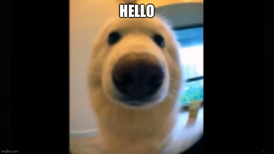 Doggo greets you | HELLO | image tagged in memes | made w/ Imgflip meme maker