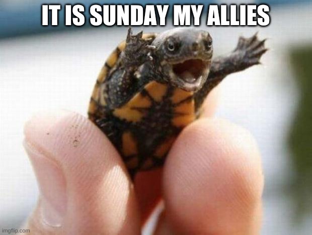 happy baby turtle | IT IS SUNDAY MY ALLIES | image tagged in happy baby turtle | made w/ Imgflip meme maker