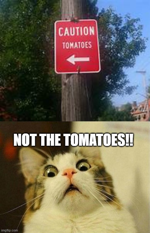 please anything but the tomatoes | NOT THE TOMATOES!! | image tagged in memes,scared cat | made w/ Imgflip meme maker