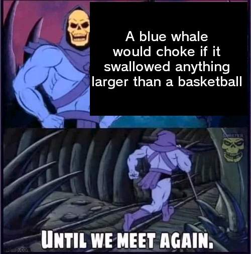 *choking intensifies* | A blue whale would choke if it swallowed anything larger than a basketball | image tagged in until we meet again | made w/ Imgflip meme maker
