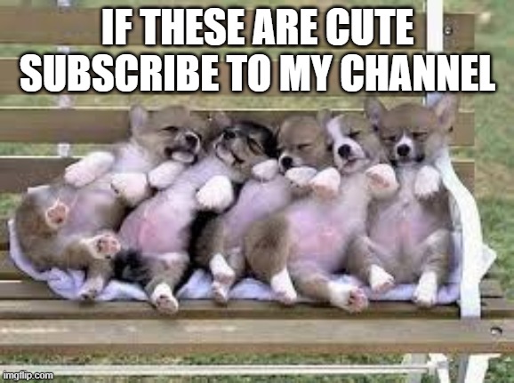 cute guys | IF THESE ARE CUTE SUBSCRIBE TO MY CHANNEL | image tagged in cute,do it | made w/ Imgflip meme maker