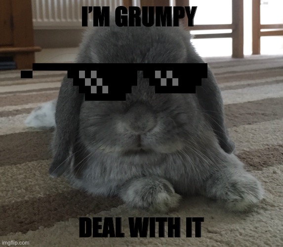 Grumpy rabbit |  I’M GRUMPY; DEAL WITH IT | image tagged in funny animals | made w/ Imgflip meme maker
