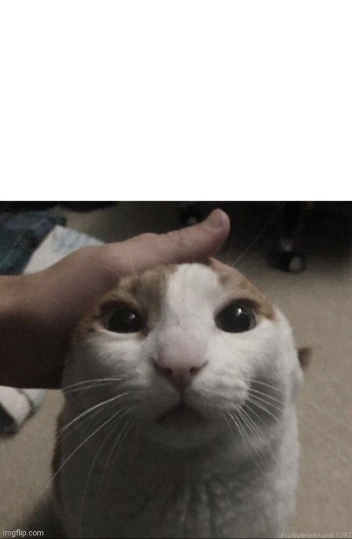 me petting my cat | image tagged in me petting my cat | made w/ Imgflip meme maker