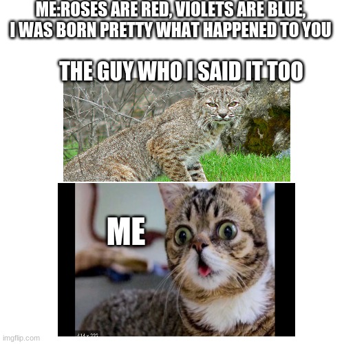 i look way better | ME:ROSES ARE RED, VIOLETS ARE BLUE, I WAS BORN PRETTY WHAT HAPPENED TO YOU; THE GUY WHO I SAID IT TOO; ME | image tagged in memes,blank transparent square,insults,cats | made w/ Imgflip meme maker