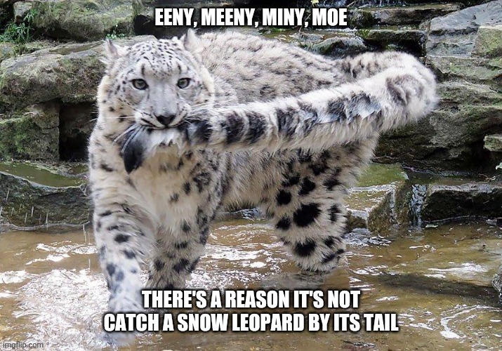 Snow leopard carrying tail | image tagged in funny memes | made w/ Imgflip meme maker