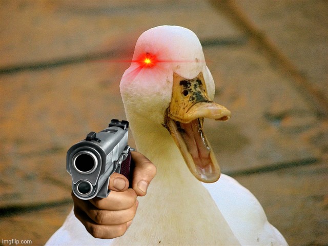 Duck | image tagged in duck | made w/ Imgflip meme maker