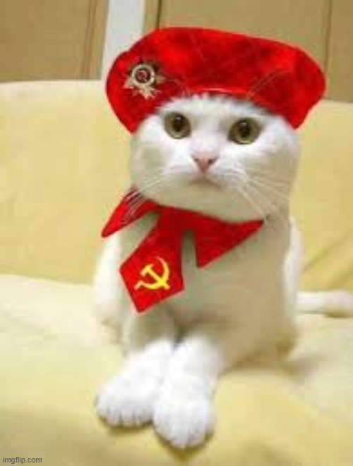 Communist cat | image tagged in communist cat | made w/ Imgflip meme maker