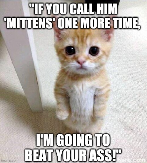 Cute Cat Meme | "IF YOU CALL HIM 'MITTENS' ONE MORE TIME, I'M GOING TO BEAT YOUR ASS!" | image tagged in memes,cute cat | made w/ Imgflip meme maker