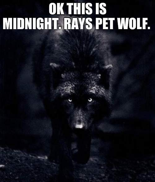 idk | OK THIS IS MIDNIGHT. RAYS PET WOLF. | image tagged in black wolf | made w/ Imgflip meme maker