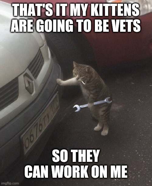 cat mechanic |  THAT'S IT MY KITTENS ARE GOING TO BE VETS; SO THEY CAN WORK ON ME | image tagged in cat mechanic | made w/ Imgflip meme maker