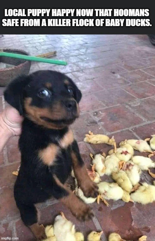 LOCAL PUPPY HAPPY NOW THAT HOOMANS SAFE FROM A KILLER FLOCK OF BABY DUCKS. | image tagged in dark humor | made w/ Imgflip meme maker