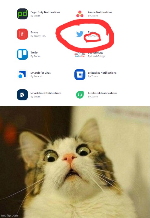 the unspoken truth of twitter...EXPOSED | image tagged in memes,scared cat,zoom,twitter | made w/ Imgflip meme maker