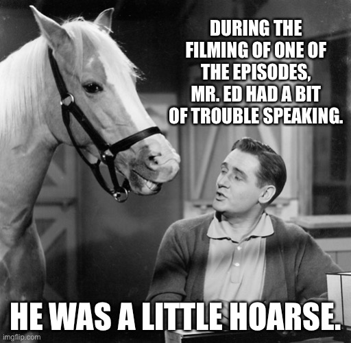 Wilbur | DURING THE FILMING OF ONE OF THE EPISODES, MR. ED HAD A BIT OF TROUBLE SPEAKING. HE WAS A LITTLE HOARSE. | image tagged in bad puns | made w/ Imgflip meme maker