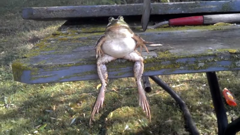 Phrog | image tagged in phrog | made w/ Imgflip meme maker
