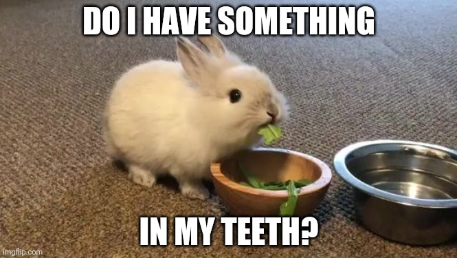 GREEN TEETH | DO I HAVE SOMETHING; IN MY TEETH? | image tagged in bunny,rabbit | made w/ Imgflip meme maker