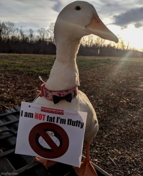 DON'T CALL HIM FAT | image tagged in ducks,duck | made w/ Imgflip meme maker