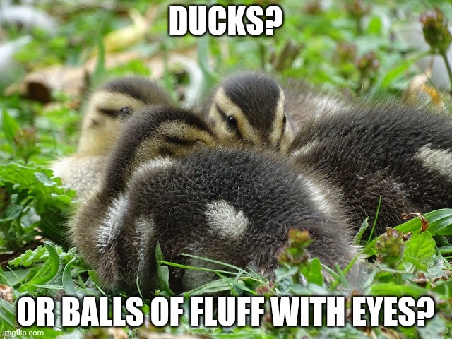 FLUFFY DUCKLINGS | DUCKS? OR BALLS OF FLUFF WITH EYES? | image tagged in ducks,duck,duckling | made w/ Imgflip meme maker