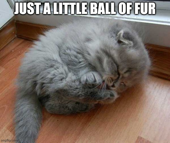 A CLEAN BALL OF FUR | JUST A LITTLE BALL OF FUR | image tagged in cats,funny cats,kittens | made w/ Imgflip meme maker