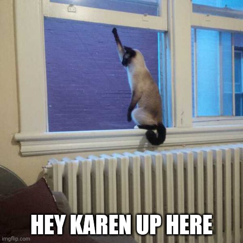 KITTY WAVING AT THEIR NEIGHBORS? | HEY KAREN UP HERE | image tagged in cats,funny cats | made w/ Imgflip meme maker