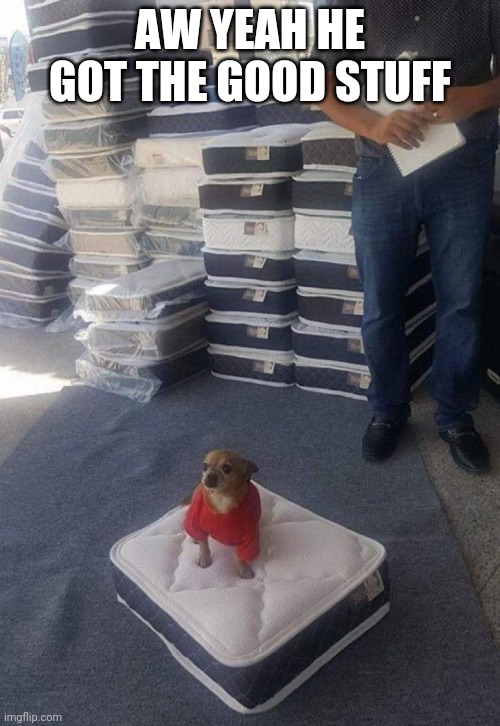 GOT THE HIGH END BED | AW YEAH HE GOT THE GOOD STUFF | image tagged in dogs,funny dogs | made w/ Imgflip meme maker