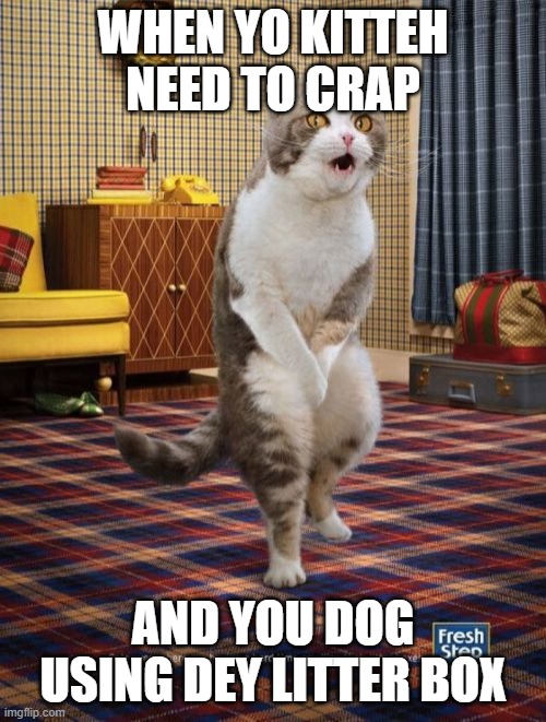 dog better than cat? | WHEN YO KITTEH NEED TO CRAP; AND YOU DOG USING DEY LITTER BOX | image tagged in memes,gotta go cat | made w/ Imgflip meme maker